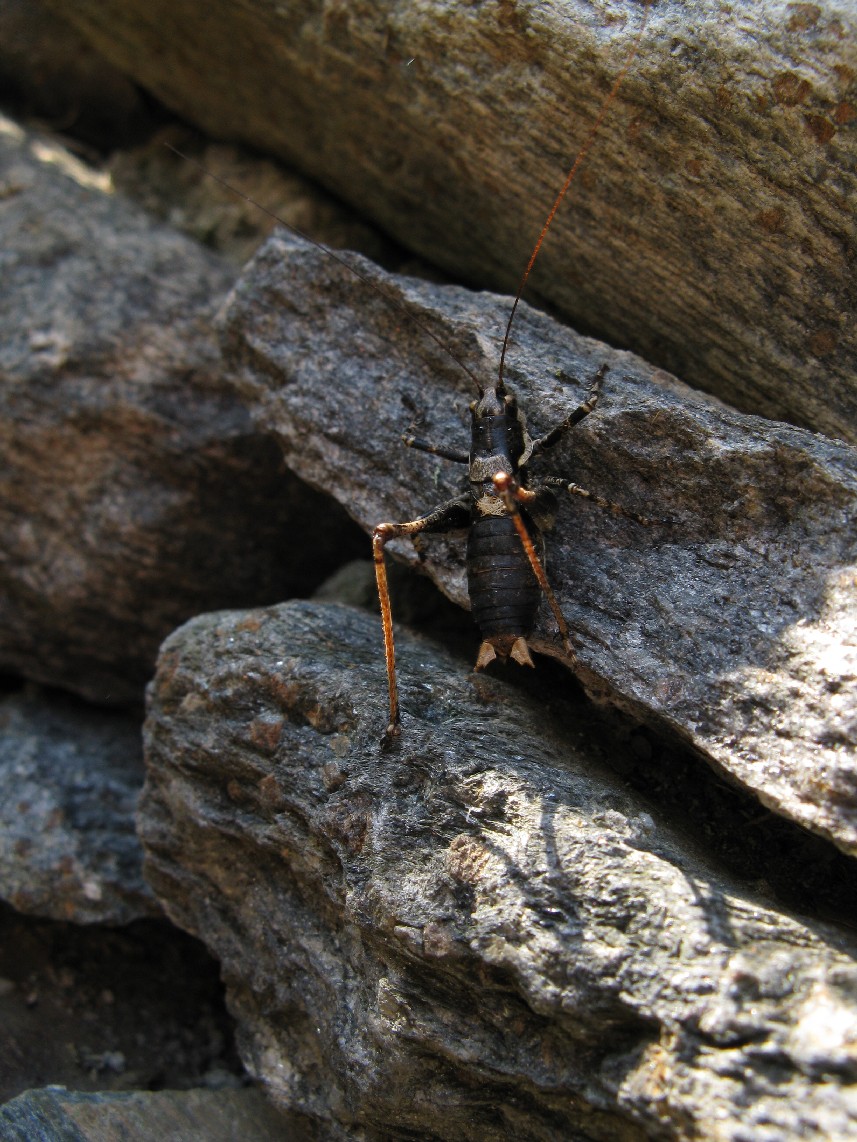 Ortotteri delle Orobie valtellinesi (Sondrio)